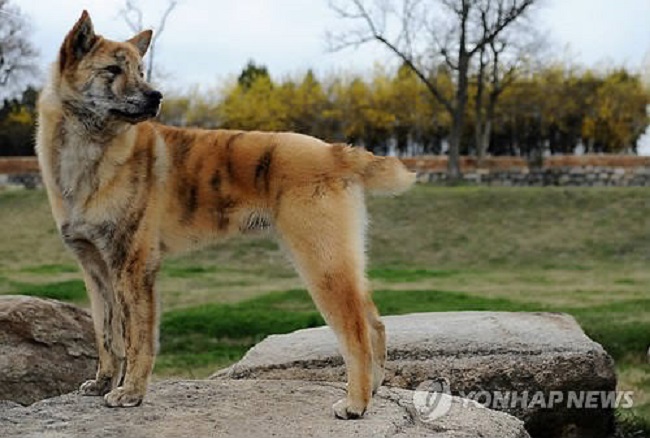 Every year, 20 pups two to three months old will be given to new owners, provided they can pass the organization's rigorous testing and exacting standards. (Image: Yonhap)