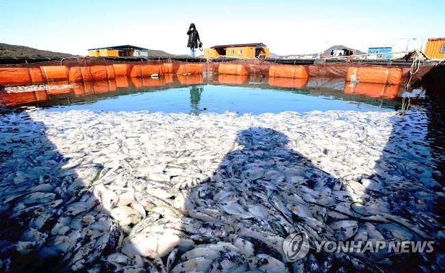 The ongoing frigid weather conditions have claimed the lives of tens of thousands of fish raised on an aquafarm in South Jeolla Province, with more casualties to come according to the aggrieved owner. (Image: Yonhap)