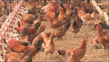 S. Korea to Adopt Tracking System for Poultry Supply Chain