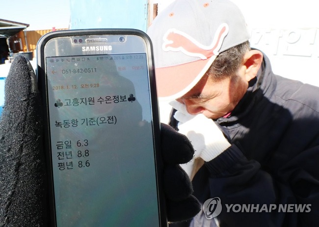 If it holds true that a 1-degree drop in water temperature to a fish is comparable to a 10-degree reduction for humans, the measured 6.3 degrees Celsius of the aquafarm's water, more than 2 degrees lower than the 8.8 degrees recorded during the same period last year, would be an inhospitable environment. (Image: Yonhap)