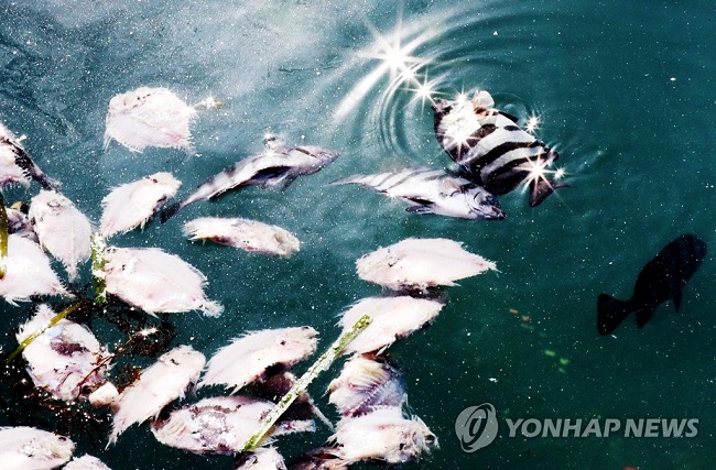 The owner believes the worst is yet to come "There are most likely even more dead striped beakfish at the bottom that will rise to the surface eventually," the 56-year old said sadly. (Image: Yonhap)