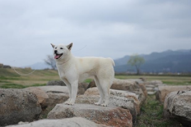 The Donggyeong breed of canines native to the Gyeongju region of South Korea have been under state protection since 2012, when the Culture Heritage Administration designated the dogs as Natural Monument no. 540. (Image: Yonhap)