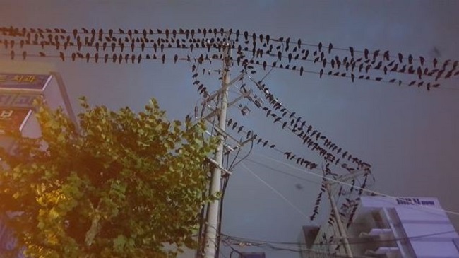 The city of Suwon will kickstart a social media campaign with meal and beverage vouchers offered as prizes in a bid to gather data on the troublesome flocks of rooks that descend on the city during winter. (Image: Yonhap)