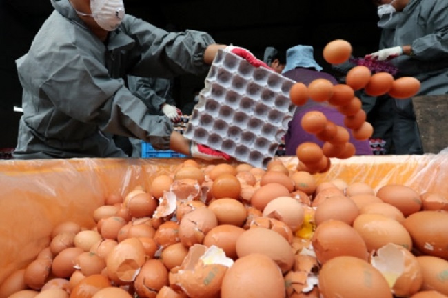 Chickens susceptible to disease lead to concerned farmers overusing chemical pesticides to beef up their flock’s resistance to infection, but this can lead to egg production contaminated with hazardous chemicals, resulting in the pesticide eggs furor last year. (Image: Yonhap)