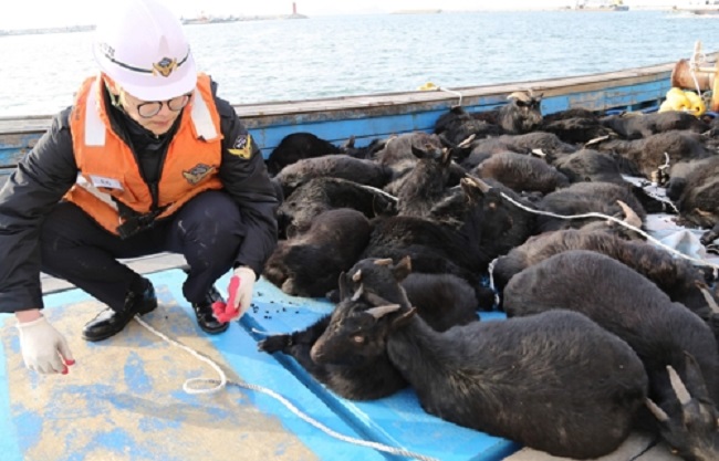 A herd of wild black goats are back where they belong thanks to a coast guard vessel that intercepted a fishing boat carrying the poached animals from their island home to market on the mainland. (Image: Boryeong Coast Guard)