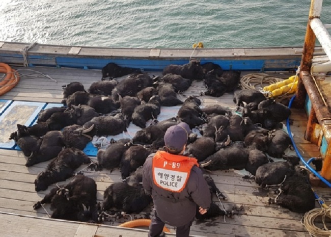 According to the coast guard, at 1:40 p.m. on January 19, the three individuals were on their way back from the island where they had captured the goats when their boat was spotted by a coast guard vessel. (Image: Boryeong Coast Guard)