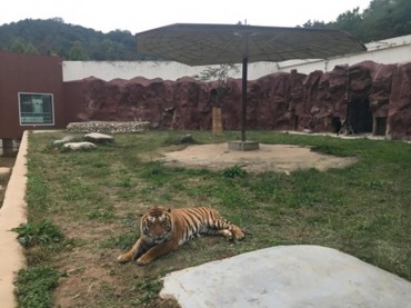 Zoo Panned After Distressed Tiger Eats Her Own Cub