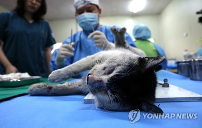 Those who wish to neuter stray cats in their community can either call 120 or contact local animal authorities. (Image: Yonhap)