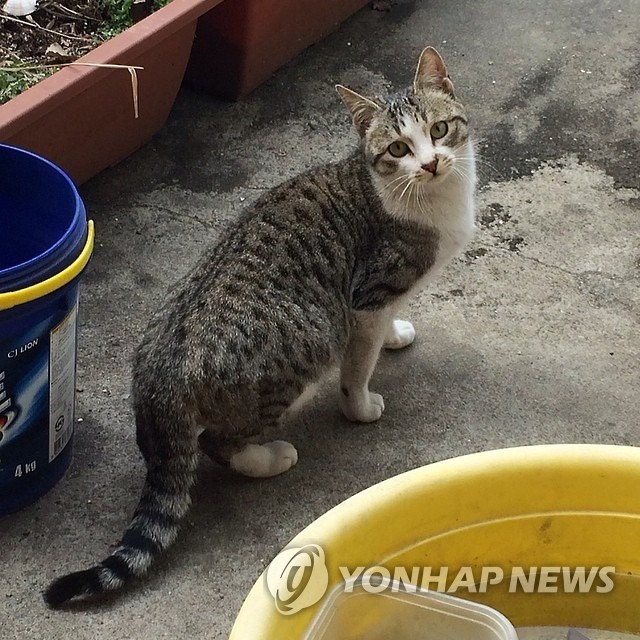 The number of stray cats in Seoul has nearly halved over the last 10 years after animal neuter programs were first launched, the city government has said. (Image: Yonhap)