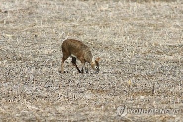 S. Korea’s Water Deer Protected Internationally, Hunted Domestically