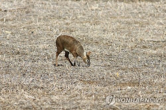 With a natural habitat limited to east-central China and Korea, the water deer, named for its affinity for water, carries out an uncertain existence. (Image: Yonhap)