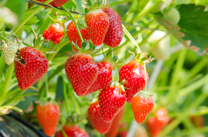 South Korean strawberries now account for over 93 percent of the nation’s strawberry market, according to data released by the Rural Development Administration (RDA) on Wednesday. (Image: Kobiz Media)