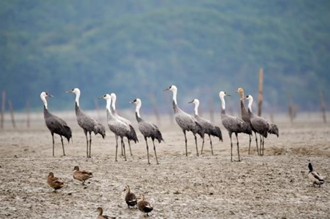 S. Korea’s UNESCO Heritage Application for Tidal Wetlands Rejected
