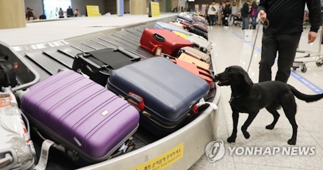 A detection dog at the airport (Image: Yonhap)