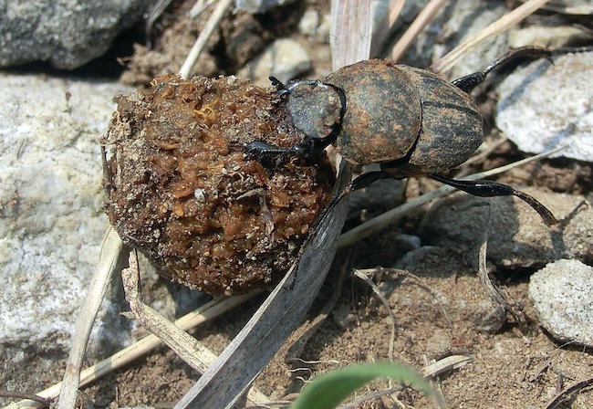 Last November, the South Korean Ministry of Environment put out an announcement stating its intention to acquire 50 adult dung beetles for the price of 50 million won, the reason being the suspected extinction of these insects in South Korea. (Image: National Institute of Biological Resources)