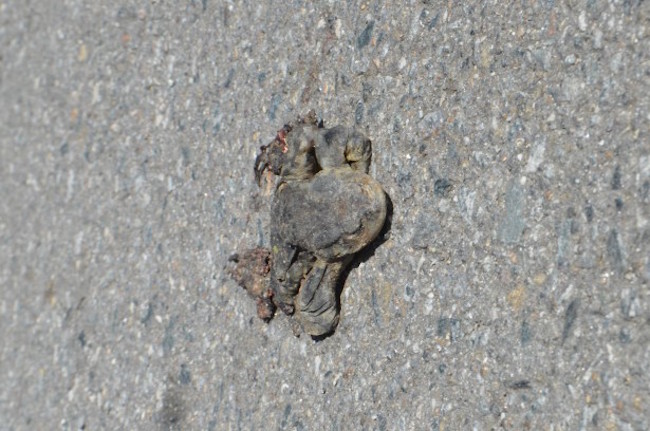 Dead toad killed by traffic (Image: Green Korea)