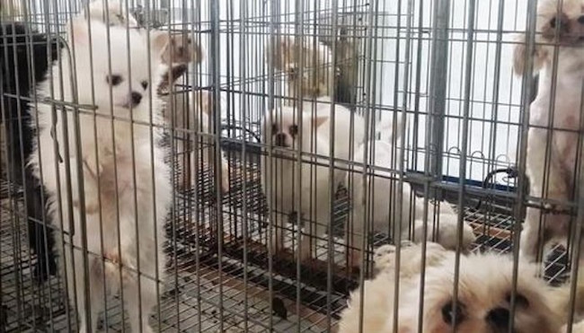  Pet animal farms will henceforth be banned from installing wire mesh floors for living spaces, and one person per 75 dogs or cats must be employed at the business. (Image: Yonhap)