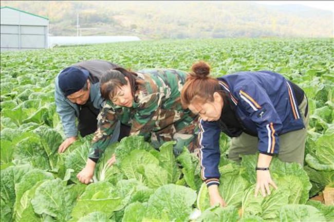 The seasonal work program was first introduced in Goesan County in North Chungcheong Province in 2015 after the rural region, which is renowned for its locally grown salted cabbage, persistently faced a shortage of suitable farmhands come harvest season. (Image: Yonhap)