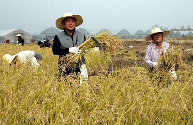 Despite government efforts to persuade South Korean rice farmers to grow different crops, the majority have refused to budge due to the twin factors of the highest rice prices in three years and a natural disinclination to try their hand at growing other crops after a lifetime of rice farming. (Image: Yonhap)