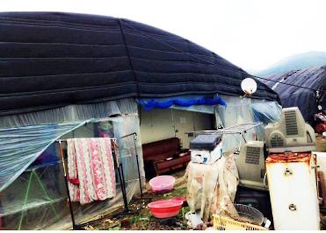 The greenhouse where the 24 year-old Cambodian worker made her home. (Image: Yonhap)
