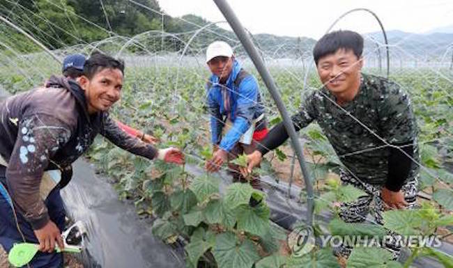 With foreign workers increasingly assuming a crucial role on many of South Korea's farms, there is growing sentiment that the uglier aspects of the migrant worker experience, ranging from human rights abuses to punishing amounts of overwork, need to be addressed. (Image: Yonhap)