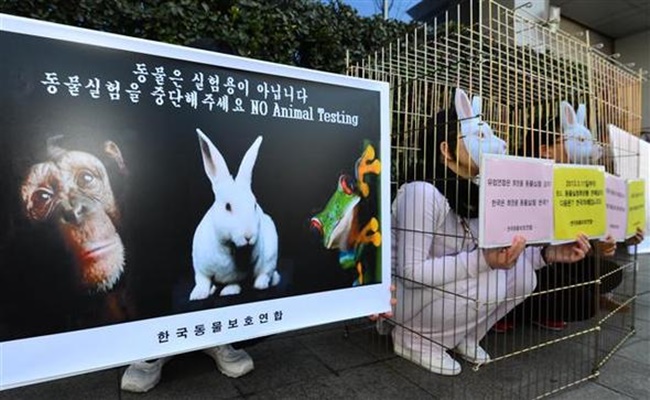 Data from the Animal and Plant Quarantine Agency released on Wednesday revealed that the number of animals used for testing and research rose 7.1 percent last year, with a total of 351 institutions using over 3 million animals. (Image: Yonhap)
