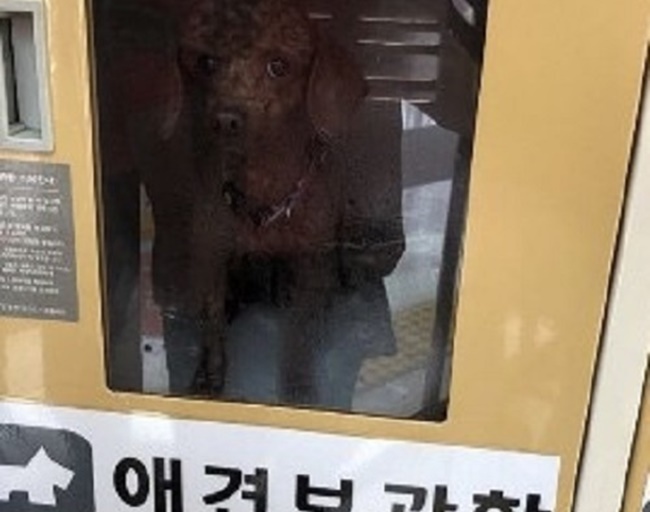 A shopper whose name is being withheld left a dog in a pet locker on Sunday at a Lotte Mart store in Jeonju, according to police and Lotte Mart officials. (Image: Yonhap)