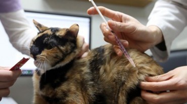 Seoul to Test Abandoned Animals for Infections