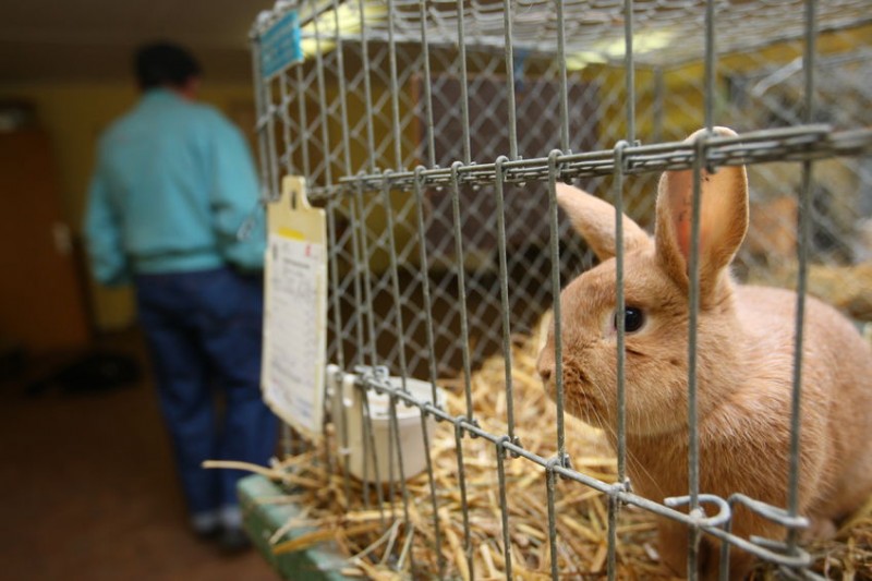 South Korea Under Pressure to Regulate Animal Testing