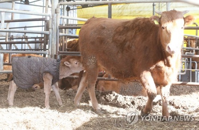 Gyeongju is the largest producer of Korean native cattle, known as Hanwoo, with 30,000 calves raised in the city every year, according to the Gyeongju Agricultural Technology Extension Center. (Image: Yonhap)