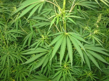 Lobby Group Pushes for Marijuana Legalization