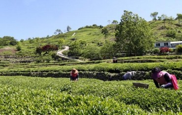 S. Korea’s Hadong Named FAO Agricultural Heritage System for Tea-growing Method