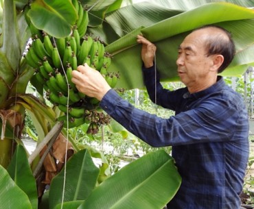 Home-Grown Organic Bananas Hit the Market