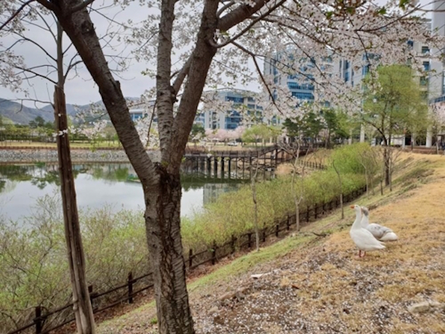 A spokesperson for UNIST said the institution was disappointed that the otter was no longer part of the school’s ecosystem, but that peace had returned to the lake along with the geese. (Image: Yonhap)