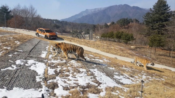 S. Korea to Open Asia’s Largest Arboretum with Released Siberian Tigers Next Week