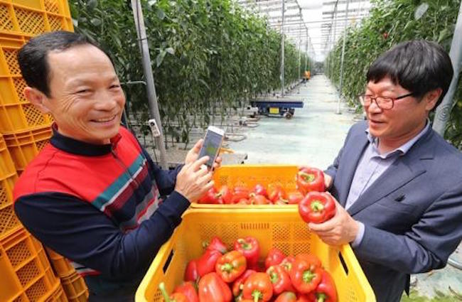 Bell peppers have become a major food product for local consumption and exports since they were first brought in from the Netherlands 25 years ago, agricultural data showed Friday. (Image: Yonhap)