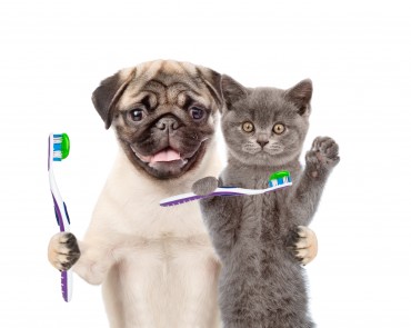 CARE Launches “Pet Etiquette” Classes