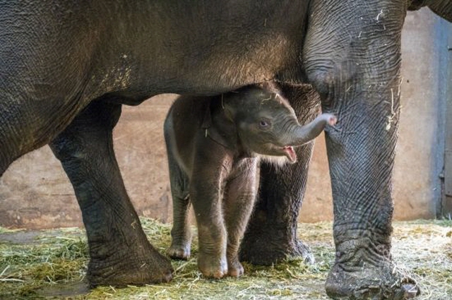 The elephant born on January 27 has been named Kori by a committee of children. (image: Seoul Children's Grand Park)