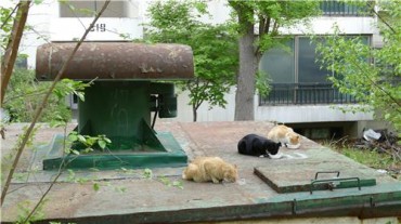 Stray Cats Politicized Ahead of Elections