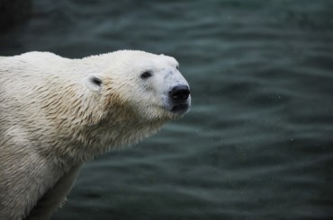Only Remaining Polar Bear in S. Korea to Move to British Wildlife Park