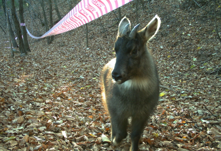 S. Korea to Build New Facility for Endangered Species