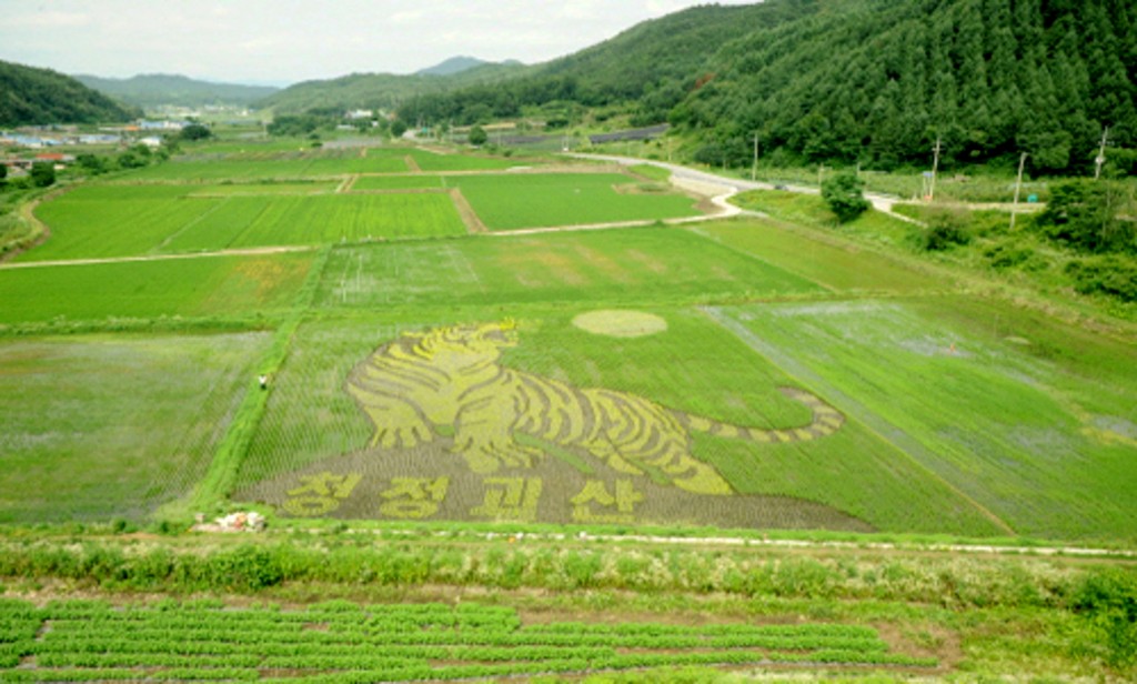 rice paddy-03