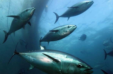 More and More Farm-bred Bluefin Tuna Available in S. Korea