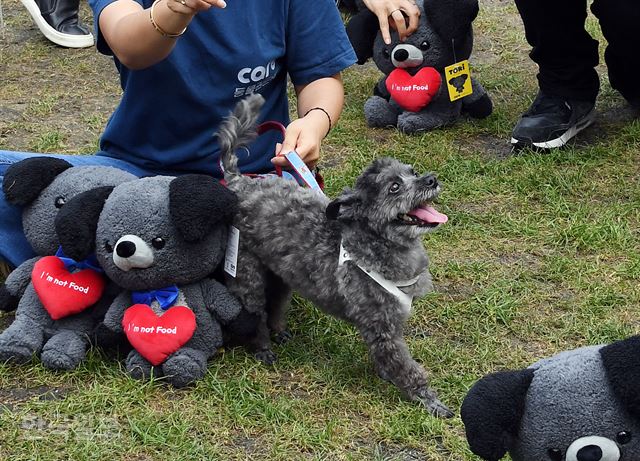 President Moon’s Pet Dog Appears at Dog Meat Trade Protest