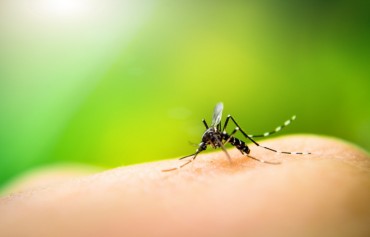 August Showers Mean Fewer Mosquitoes: Data
