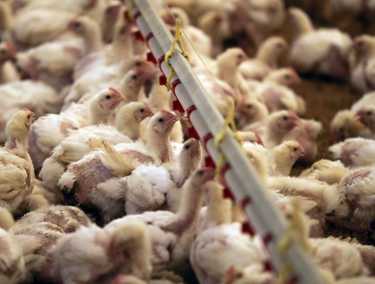 Thousands of Chickens Perished Instantly: One Poultry Farm’s Fight Against Scorching Heat
