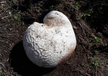 Rare Mushroom Discovered Again in Namwon