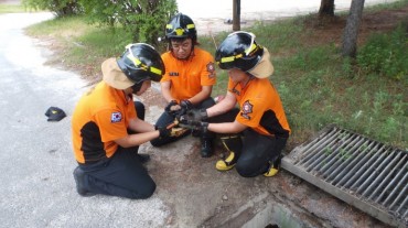 Four Newborn Kittens Rescued from Underground Drain