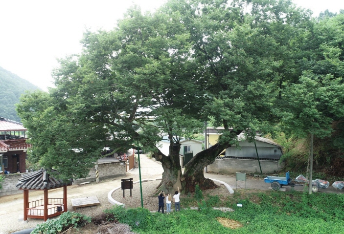 Historic Tree that Helped Freedom Fighters Withstands Heat Wave