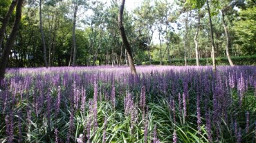 Waves of Purple Lily Turfs in Full Bloom at Ulsan Park